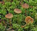 Mycena_aurantiomarginata_bp4586