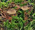 Mycena_aurantiomarginata_bp4591