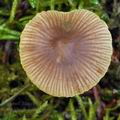 Mycena_aurantiomarginata_bp4598