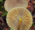 Mycena_aurantiomarginata_bp4605