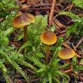 Mycena_aurantiomarginata_bp4612