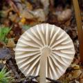 Mycena_avenacea_am1965