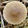 Mycena_avenacea_am2325