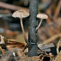 Mycena_belliae_bm8369