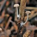 Mycena_belliae_bm8373