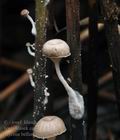 Mycena_belliae_bm8422