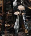 Mycena_belliae_bm8424