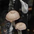 Mycena_belliae_bm8447