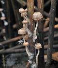 Mycena_belliae_bm8457