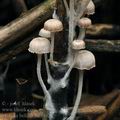 Mycena_belliae_bm8462