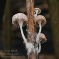 Mycena_belliae_bm8466