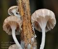 Mycena_belliae_bm8470