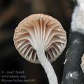 Mycena_belliae_bm8483