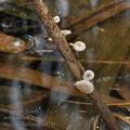 Mycena_belliae_bm9741