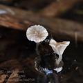 Mycena_belliae_bm9768