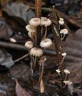 Mycena_belliae_bp4484