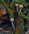 Mycena_belliae_bt0444