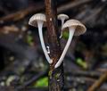 Mycena_belliae_bt0464