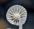 Mycena_belliae_bt0466