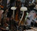 Mycena_belliae_bt1103