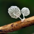 Mycena_bulbosa_bd0253