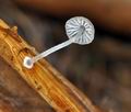 Mycena_bulbosa_bm4366