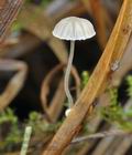 Mycena_bulbosa_bo6938