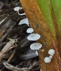 Mycena_bulbosa_bp1704