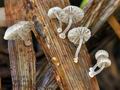 Mycena_bulbosa_bp1719