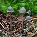 Mycena_cinerella_bi7837