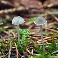 Mycena_cinerella_bi7848