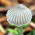 Mycena_cinerella_bi7853