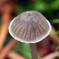 Mycena_cinerella_bi7857