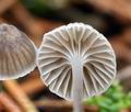 Mycena_cinerella_bi7866