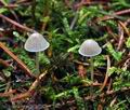 Mycena_cinerella_bi7870