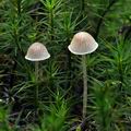 Mycena_cinerella_bi7878