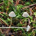 Mycena_cinerella_bi7884