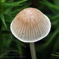 Mycena_cinerella_bi7892