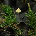 Mycena_citrinomarginata_bk5830