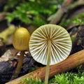 Mycena_citrinomarginata_bk5849