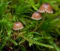 Mycena_clavata_cr7123s