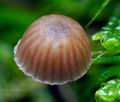 Mycena_clavata_cr7183s