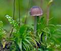 Mycena_clavata_cr7192s