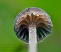 Mycena_clavata_cr7208s