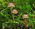 Mycena_clavata_cr7223