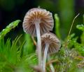 Mycena_clavata_cr7233s