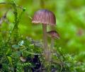 Mycena_clavata_cr7239s