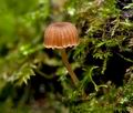 Mycena_clavata_cr7334s