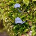 Mycena_corticola_bi6080