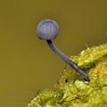 Mycena_corticola_bi6082